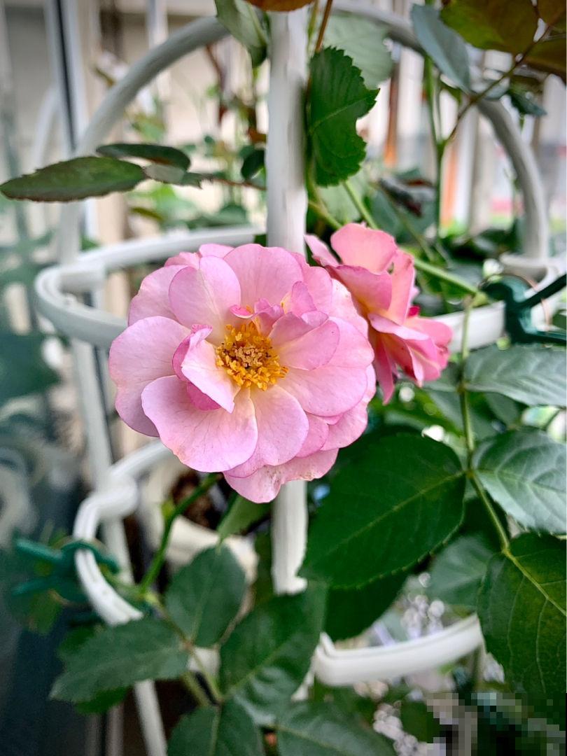 夏天室外养花，不能随心所欲，不然容易烂根又晒伤