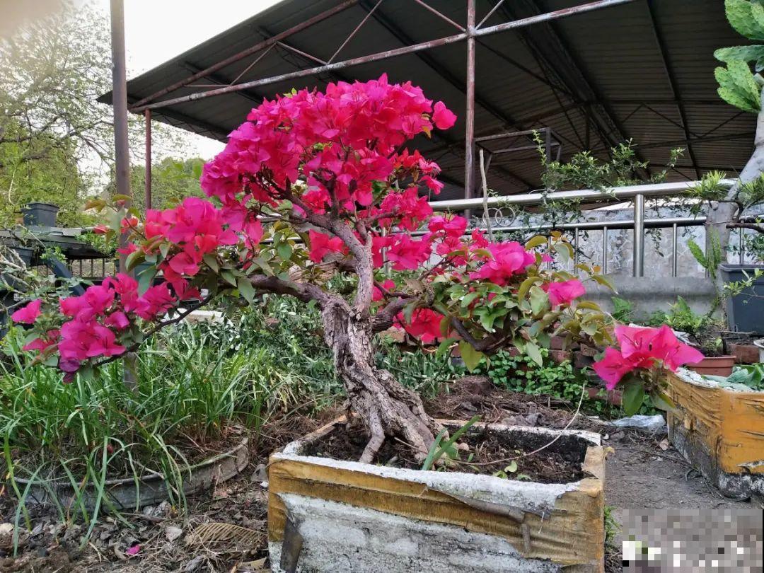 7种花，立秋后换盆，秋冬才能越养越好