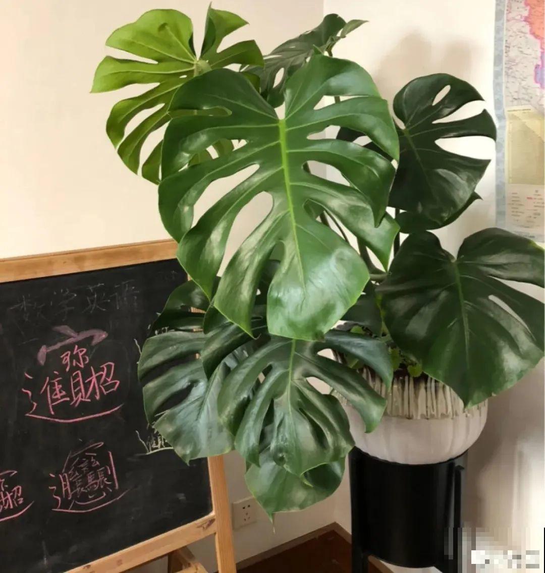 夏天养花，就怕乱浇水，千万不能积水