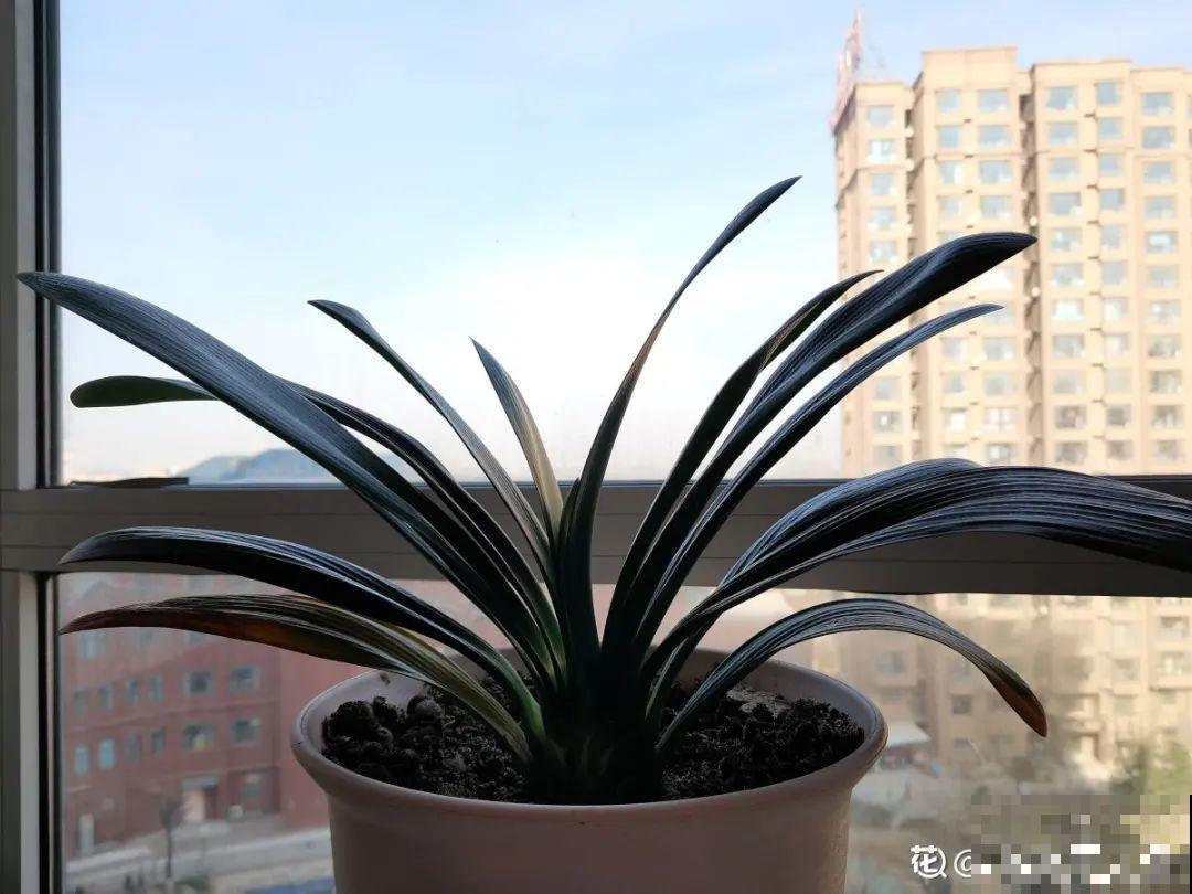 8种花夏天不能买,买回来就死,白浪费钱 8种花夏天不能买,买回来就死,白浪费钱