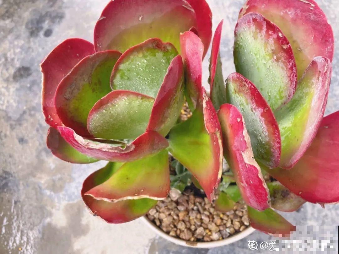 4种色系多肉,每一款都超有品位,你喜欢哪种? 4种色系多肉,每一款都超有品位,你喜欢哪种?