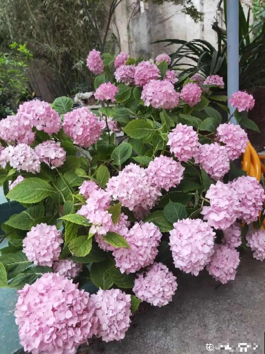 超耐阴的绣球花,放阴凉地也能开爆盆,颜色姹紫嫣红 超耐阴的绣球花,放阴凉地也能开爆盆,颜色姹紫嫣红