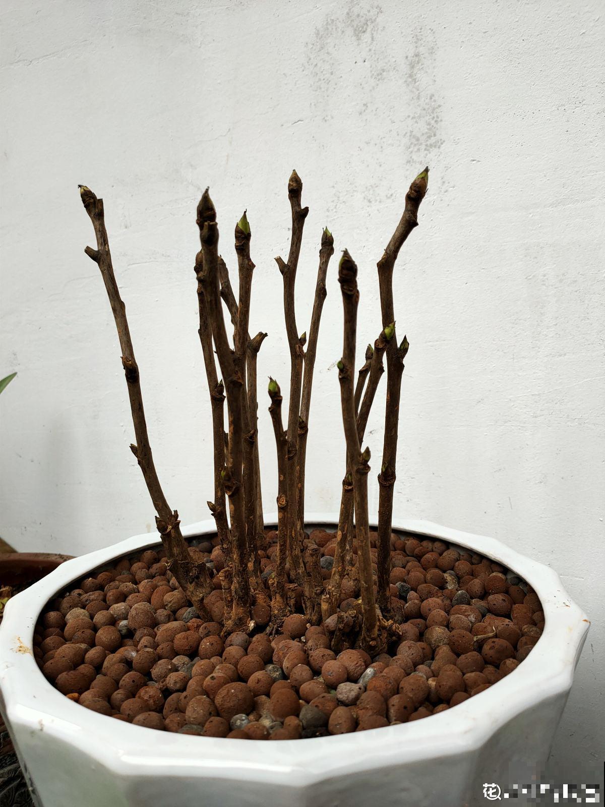 秋天“花骗子”真多,看到这4种花要谨慎,小心上当受骗 秋天“花骗子”真多,看到这4种花要谨慎,小心上当受骗