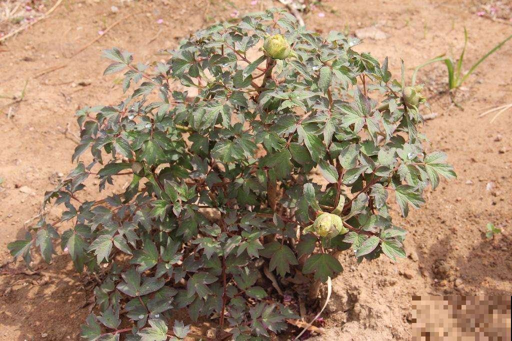 一枝独秀,看牡丹艳压群芳,分享5步牡丹养护方法 一枝独秀,看牡丹艳压群芳,分享5步牡丹养护方法