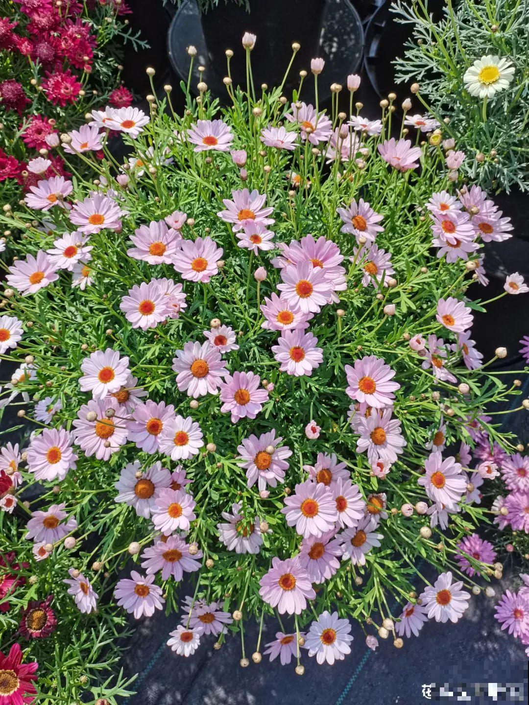 现在给花剪一刀,剪成一个“小平头”,呼呼冒芽爆盆 现在给花剪一刀,剪成一个“小平头”,呼呼冒芽爆盆