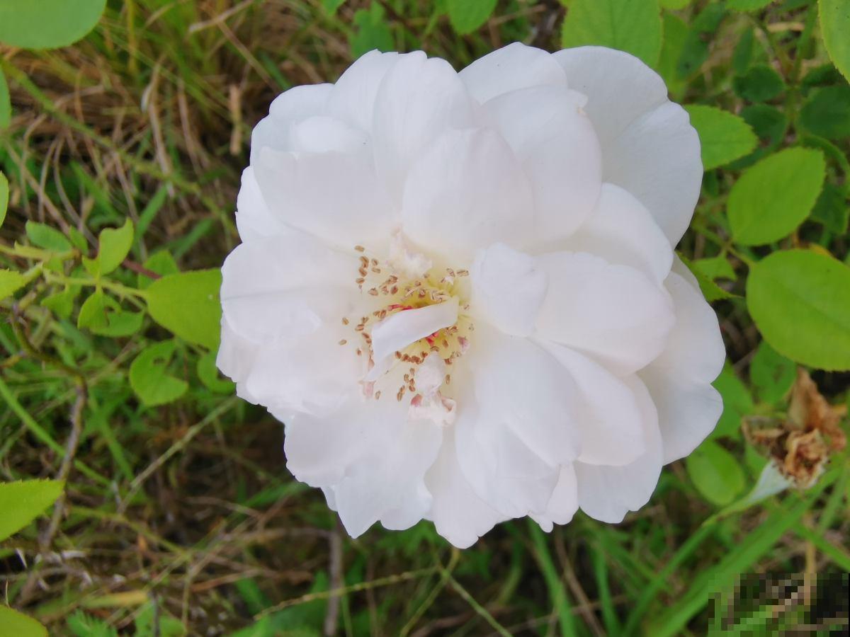 开白色花怎么了，照样仙气十足！