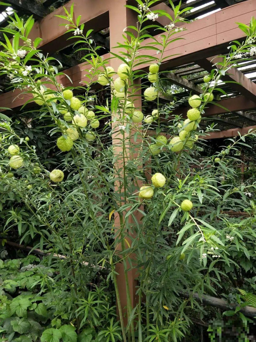 水塘边长出的“烤肠”,原来叫香蒲,毛茸茸特好玩 水塘边长出的“烤肠”,原来叫香蒲,毛茸茸特好玩