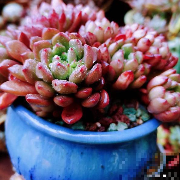 红宝石由绿变红,只需注意这5点,从众多肉中脱颖而出 红宝石由绿变红,只需注意这5点,从众多肉中脱颖而出