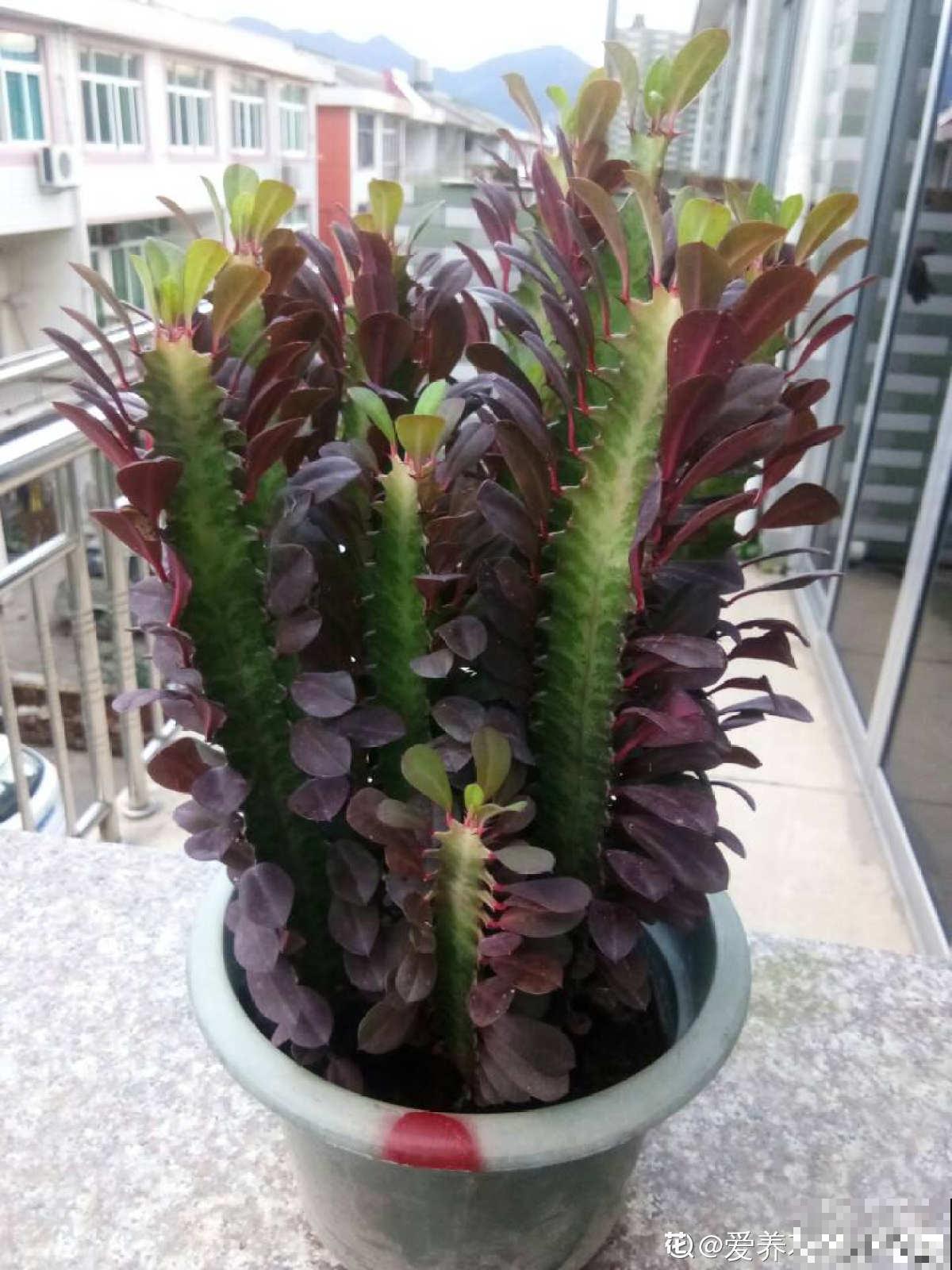 3种霸气植物，样子是丑了点，但是超有安全感