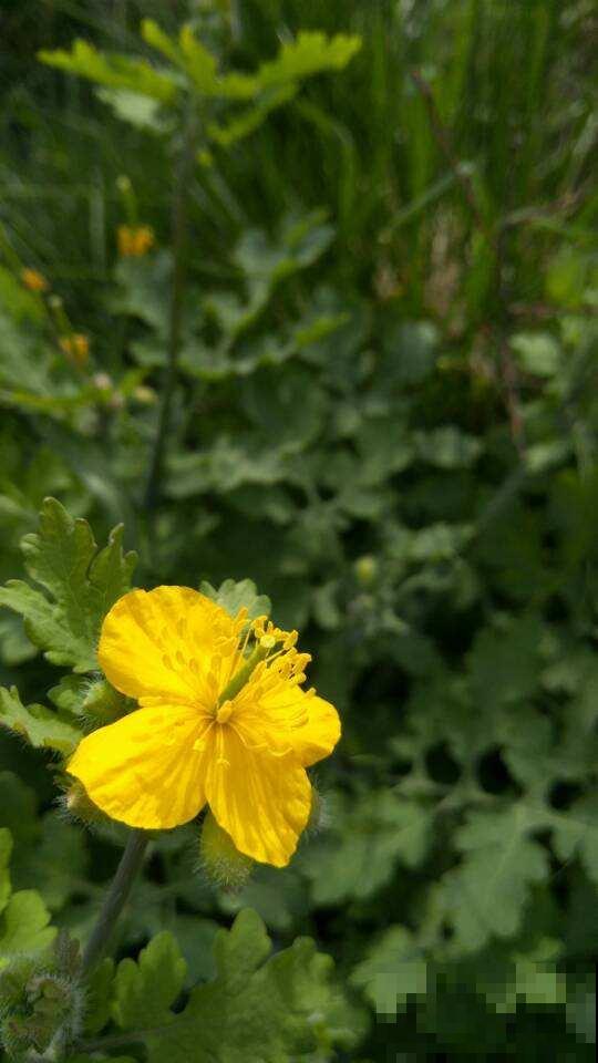 惨！实物美如画，只因名字晦气而不被待见的植物