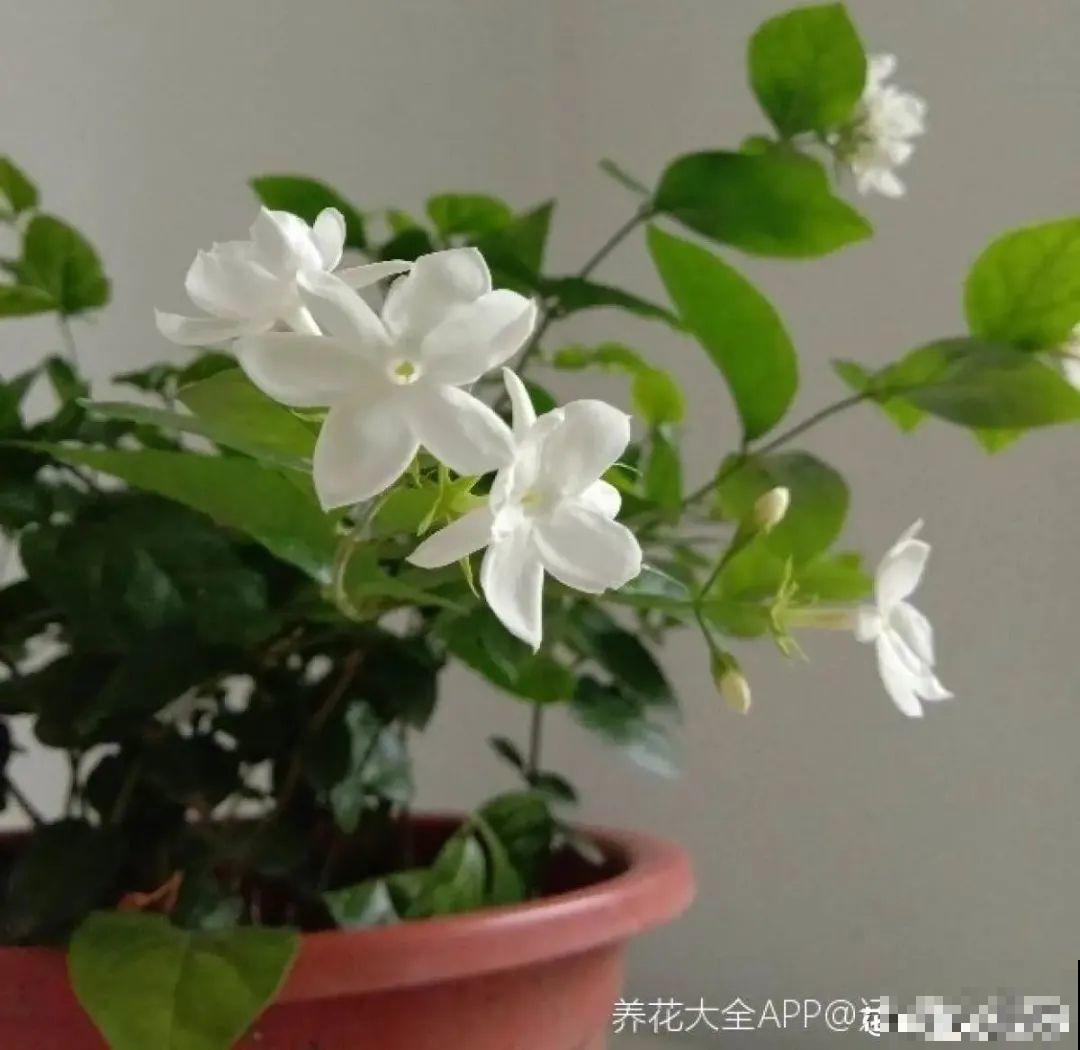 夏天养花，就怕乱浇水，千万不能积水