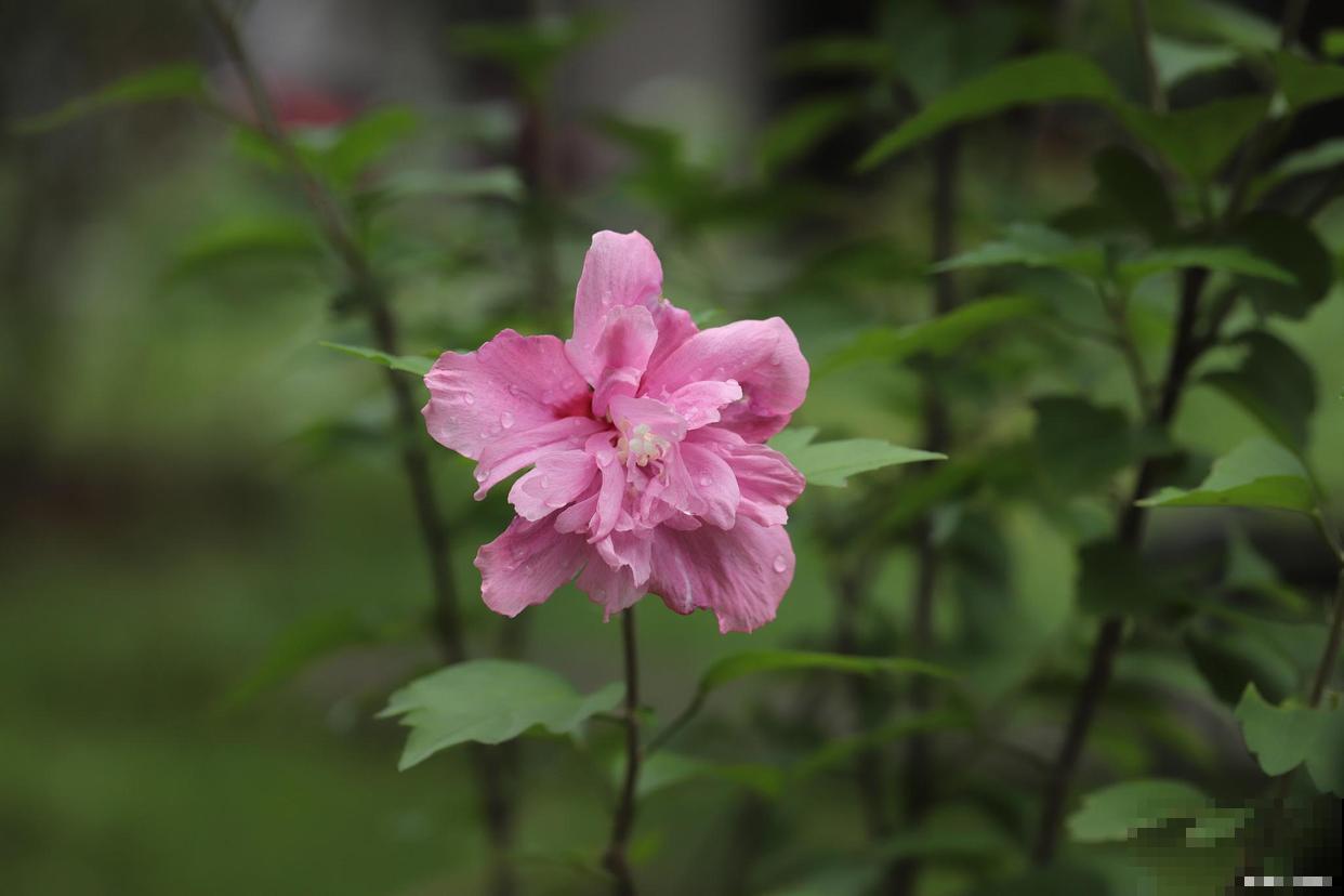 好看能吃的木槿花，多晒晒长得旺，花开的比拳头大