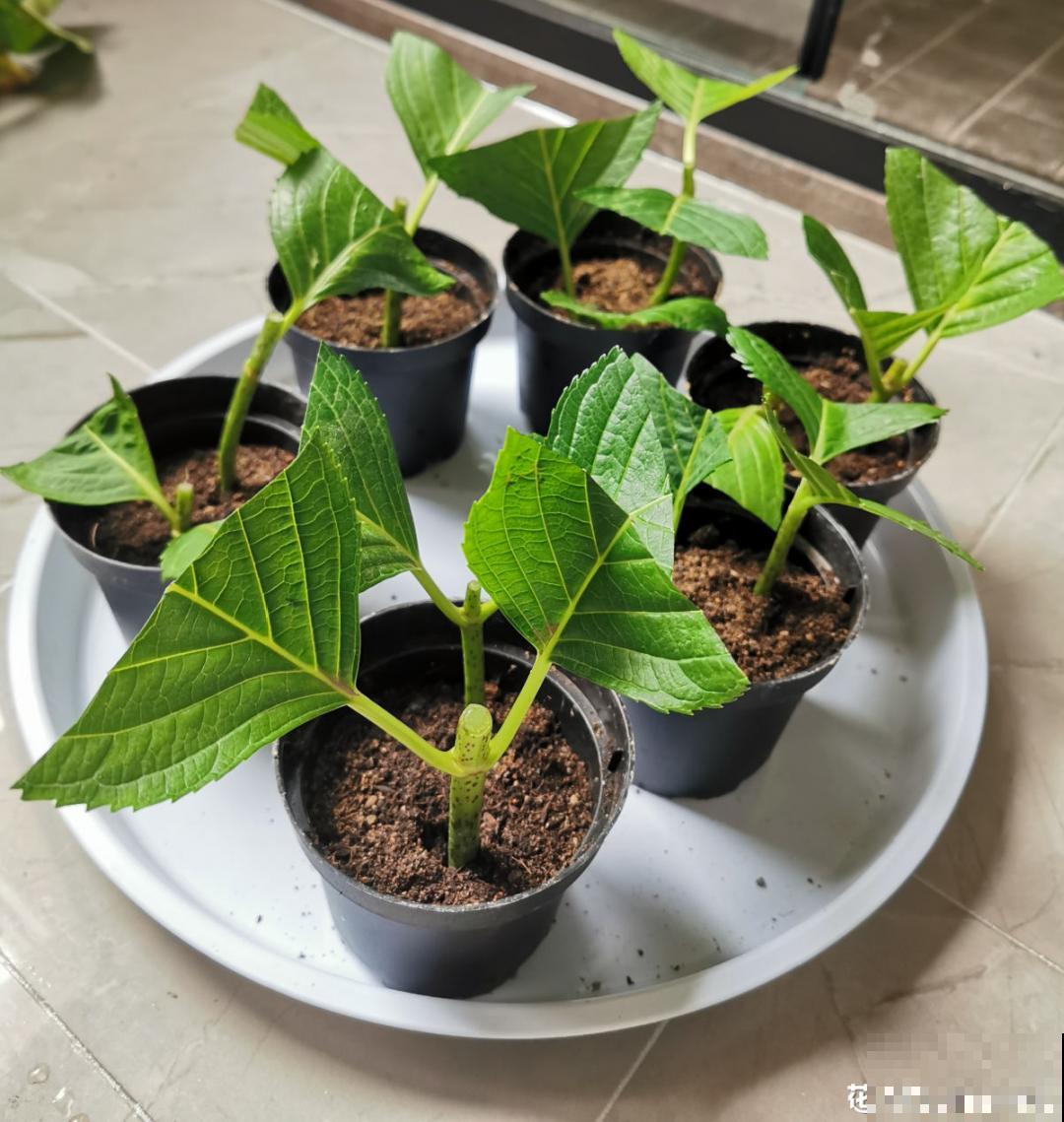 立秋后，7种花要扦插，满盆开花结果子