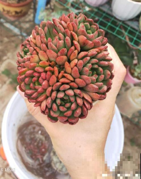 红宝石由绿变红,只需注意这5点,从众多肉中脱颖而出 红宝石由绿变红,只需注意这5点,从众多肉中脱颖而出