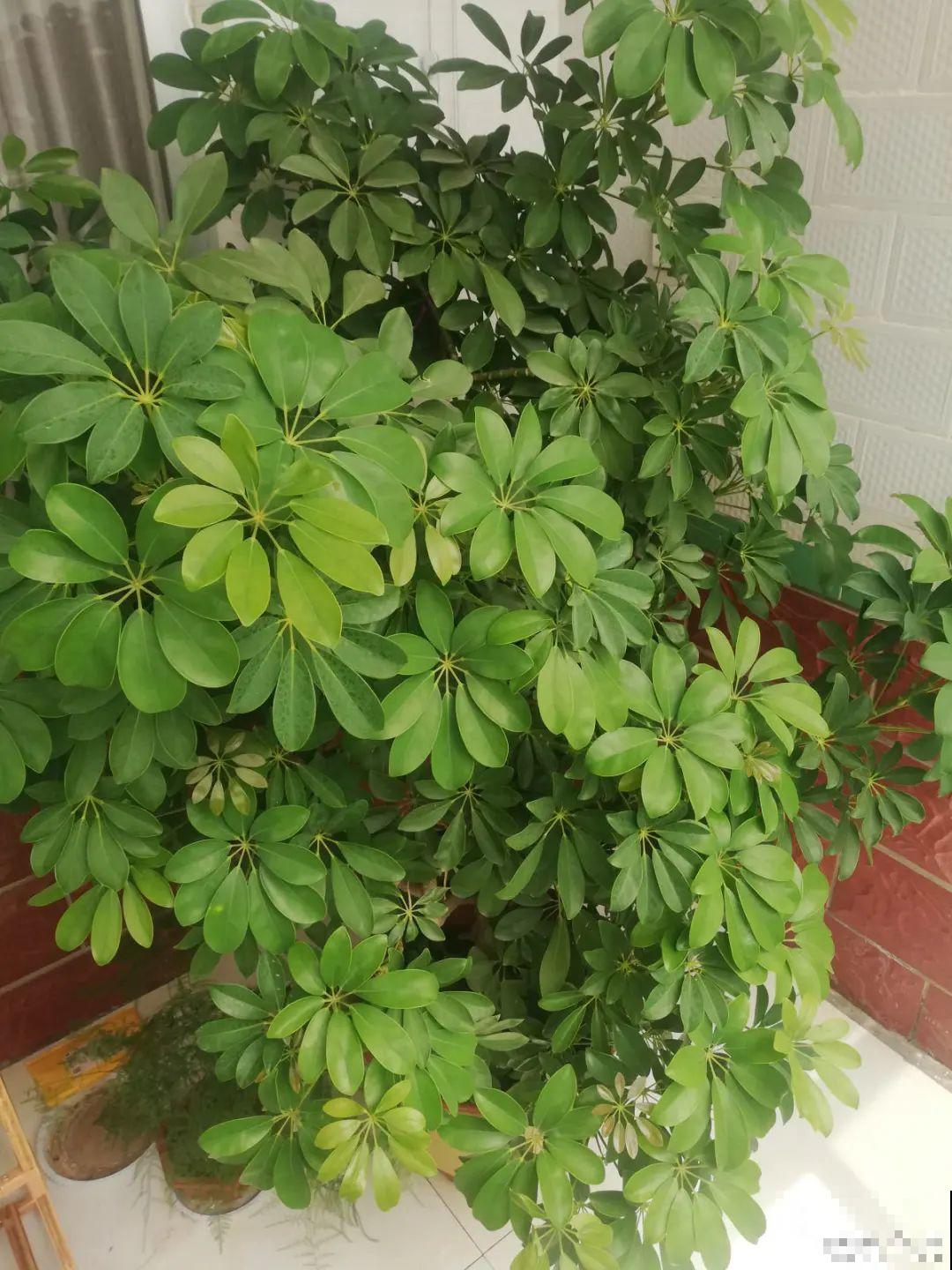 吊兰喝点淘米水，长成“爆炸头”，旺的不得了