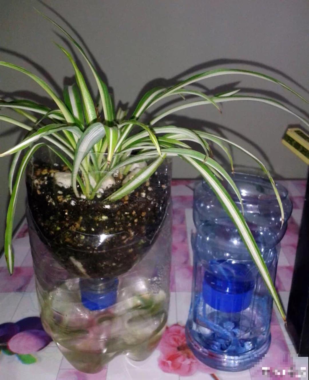 旧筷子、老干妈瓶别扔，拿来养花效果好，省下一笔养花钱