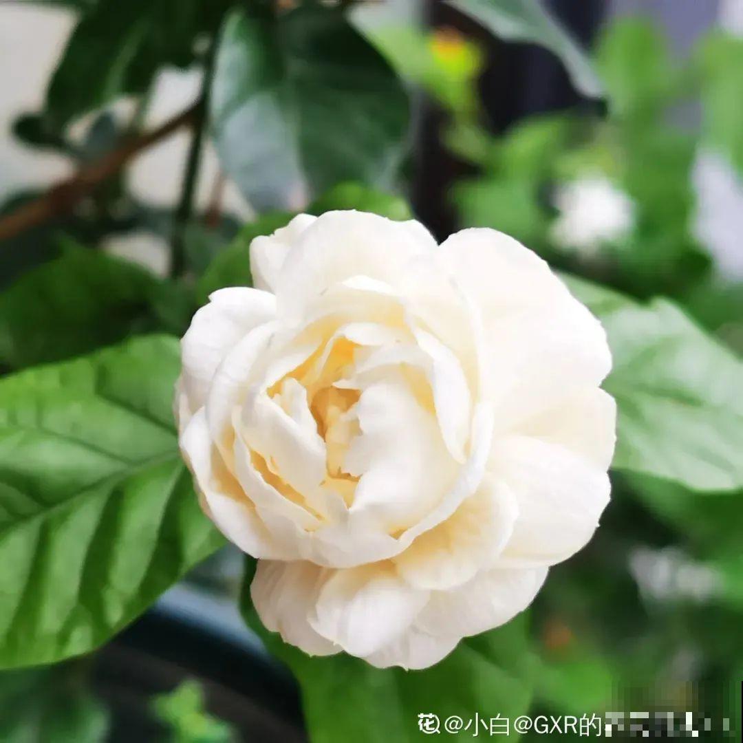 夏天养茉莉，越热越爆盆，适当修剪开花爆盆