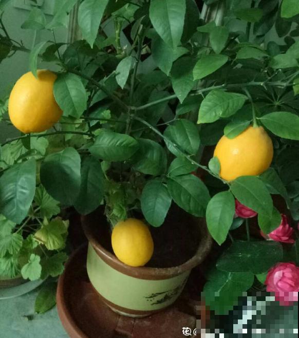 7种最适合阳台养殖的水果，成活率高，果香飘满屋