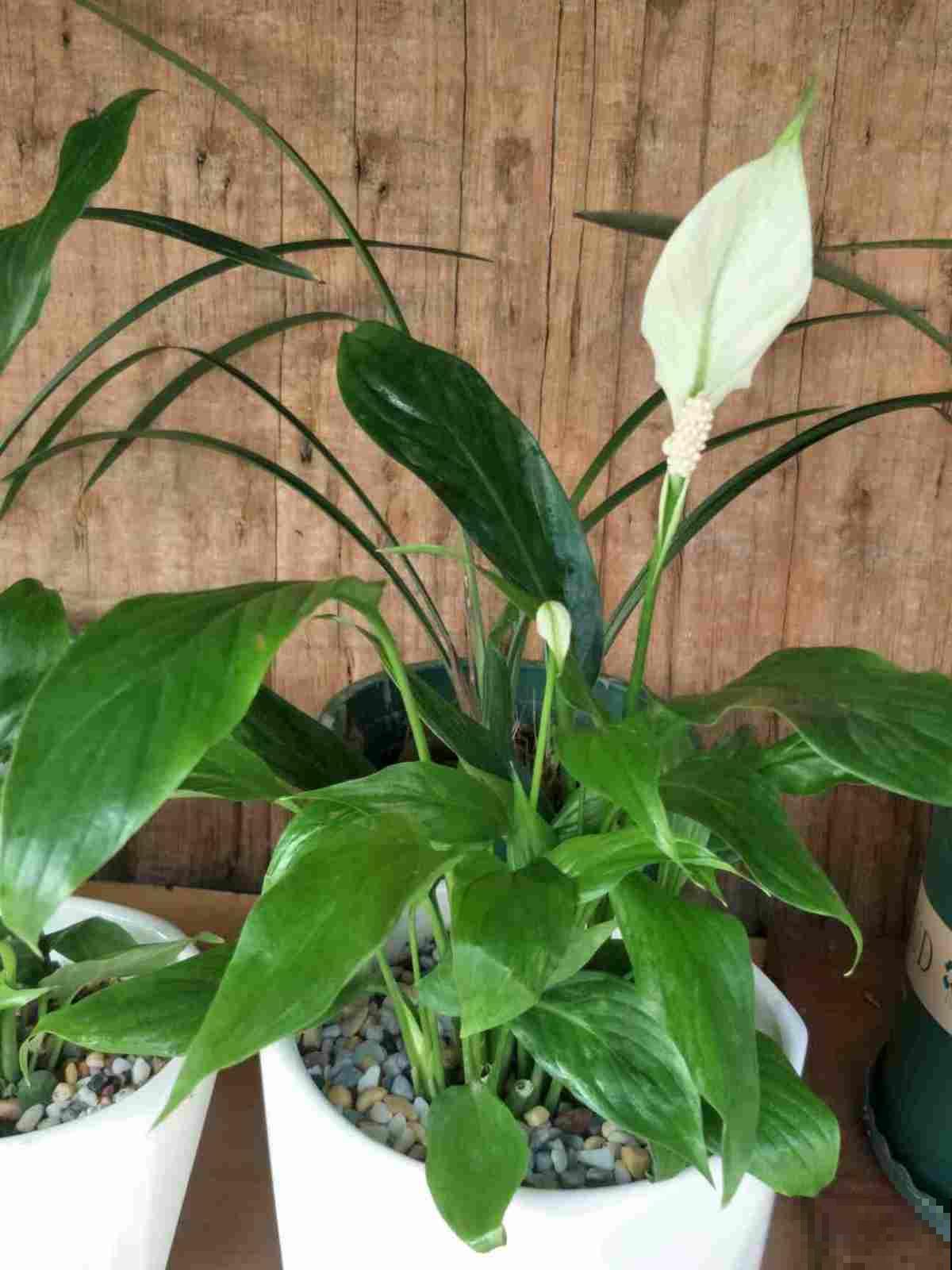 红红火火的“鸿运当头”,在家养一盆,祝愿考生旗开得胜 红红火火的“鸿运当头”,在家养一盆,祝愿考生旗开得胜