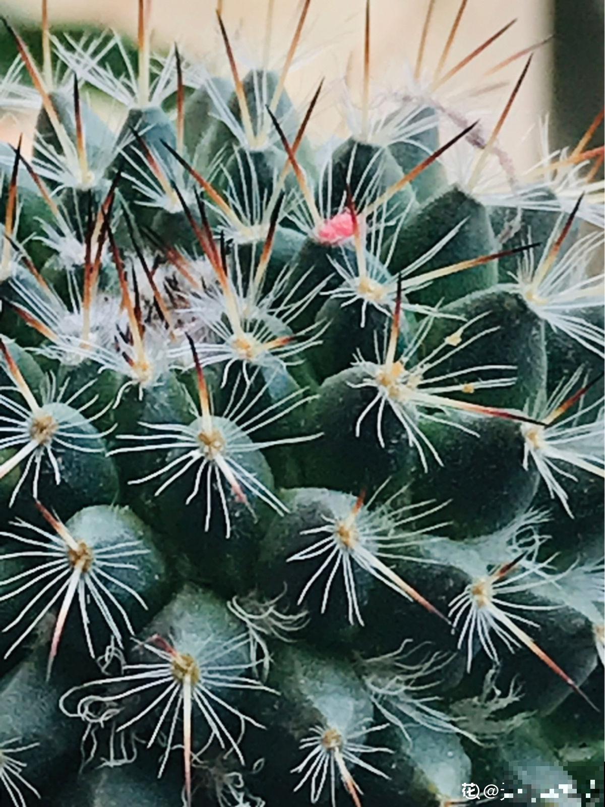 3种霸气植物，样子是丑了点，但是超有安全感