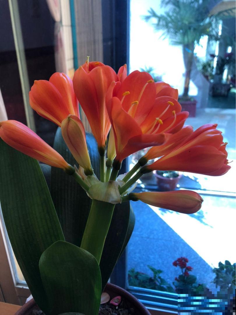 高温预警，先别种这4种花，夏天养好算我输