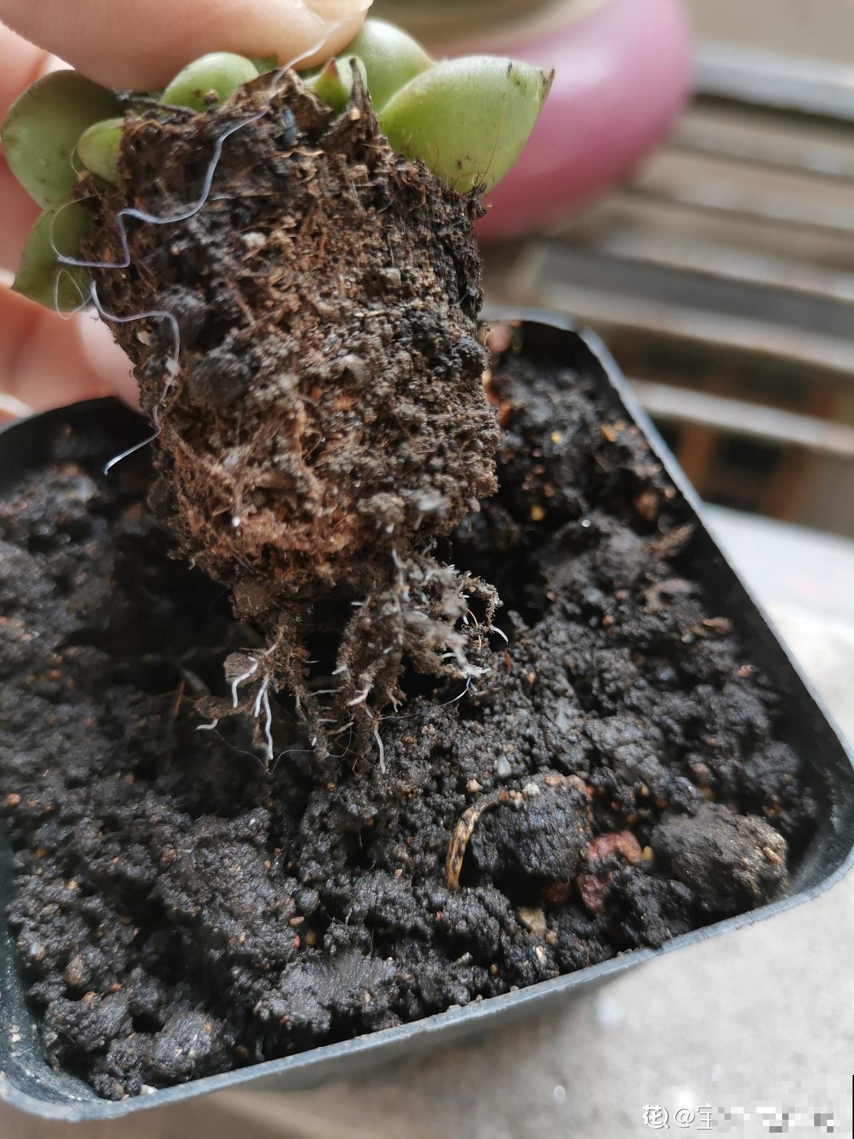 养花8年,总结出6个“坑”,早看早避开 养花8年,总结出6个“坑”,早看早避开