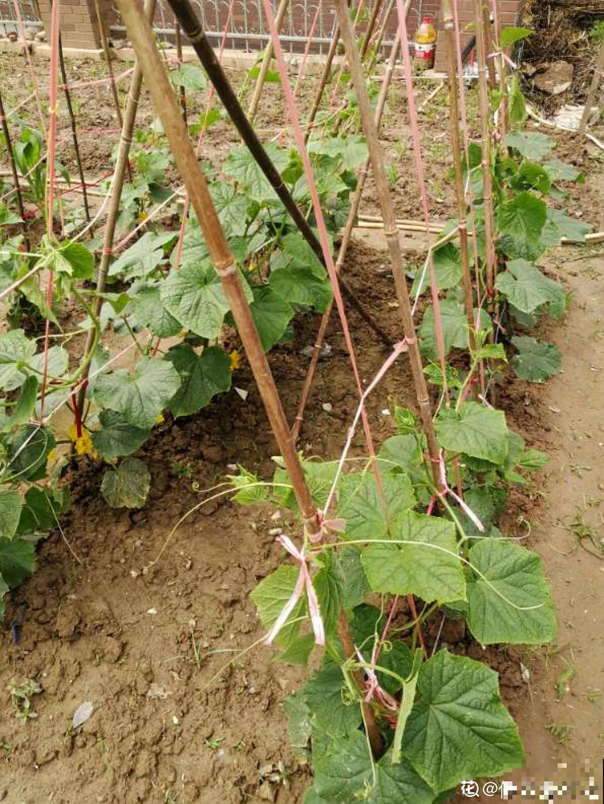 黄瓜养腻了，换一换水果黄瓜，养法相似，营养更高