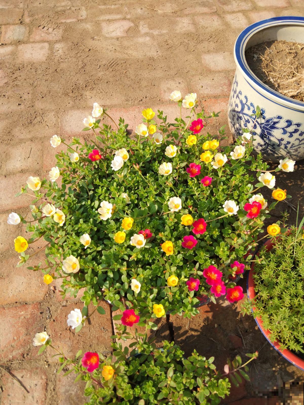 5种花夏天不用遮阴，越晒开花越带劲，满盆都是花