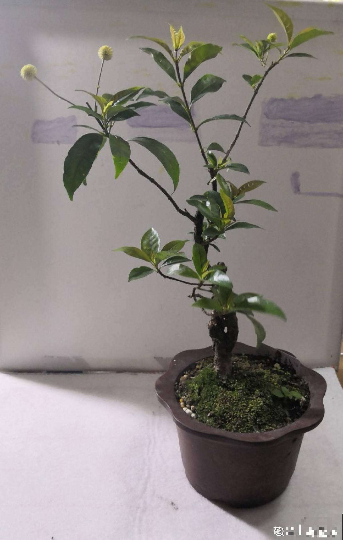 杨梅加“水”，就能做盆景，5个步骤，打造高雅水杨梅盆景