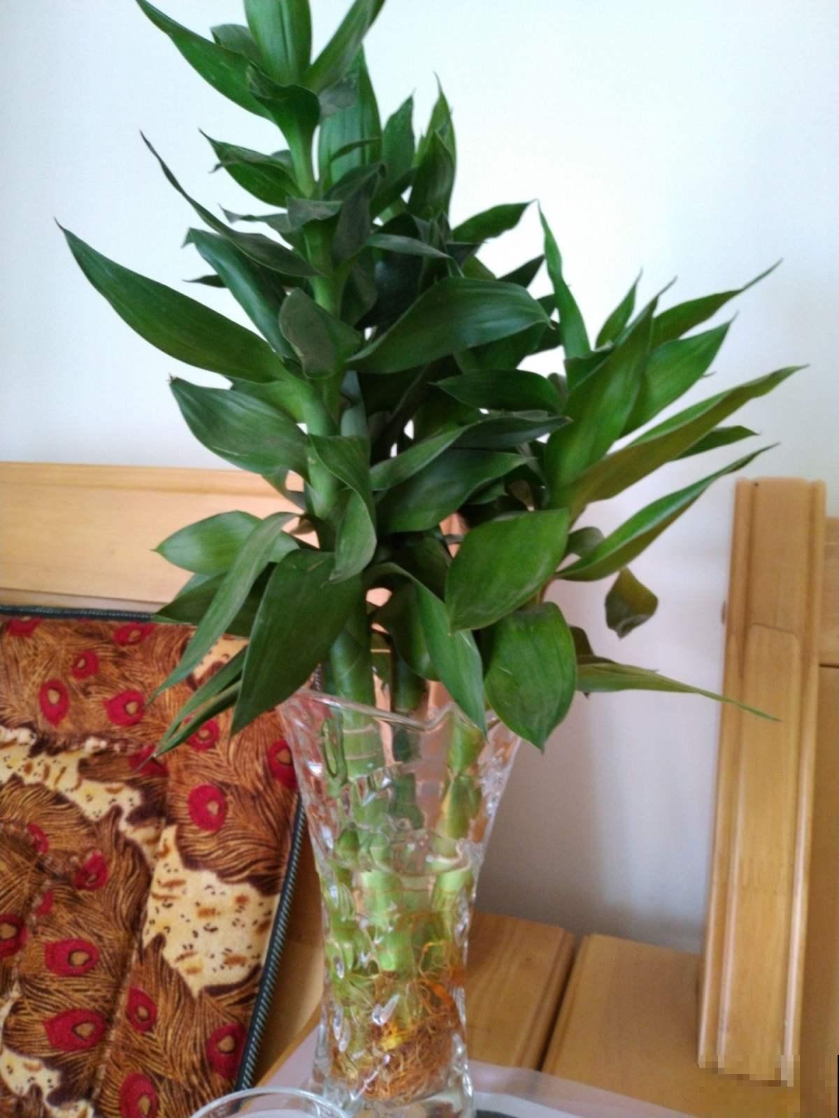 不用费心的绿植，办公室养这3种花，寓意又好又健康