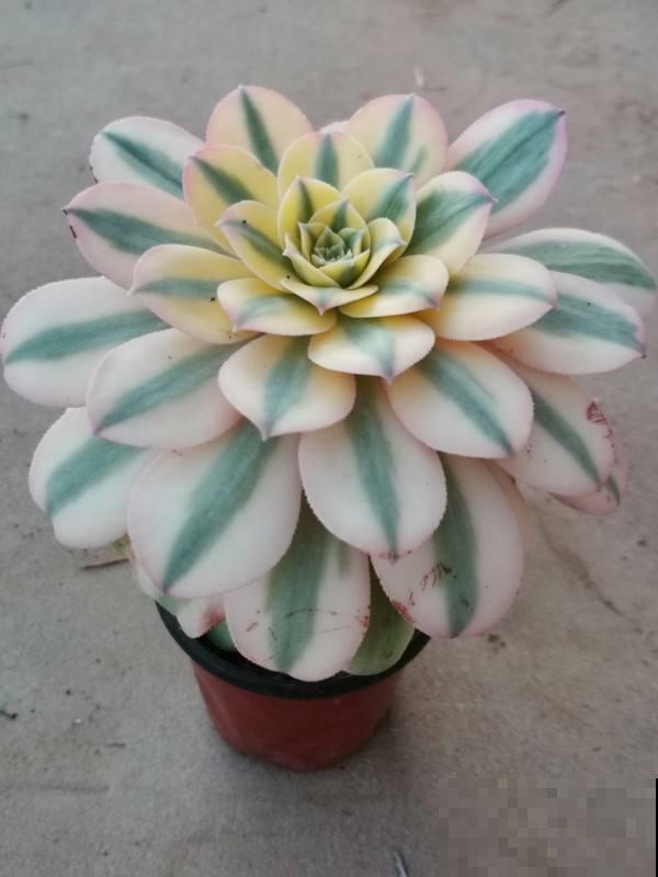 多肉“摊大饼”，解决这3点，叶片挺拔还肥大