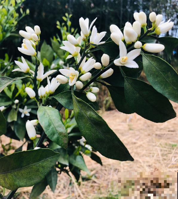 门口桔子树总出毛病，解决5个问题，还能为你送“桔”祥