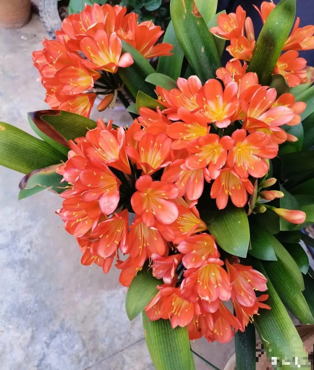 6种花夏天难养，贴土面砍一刀，新芽呼呼冒