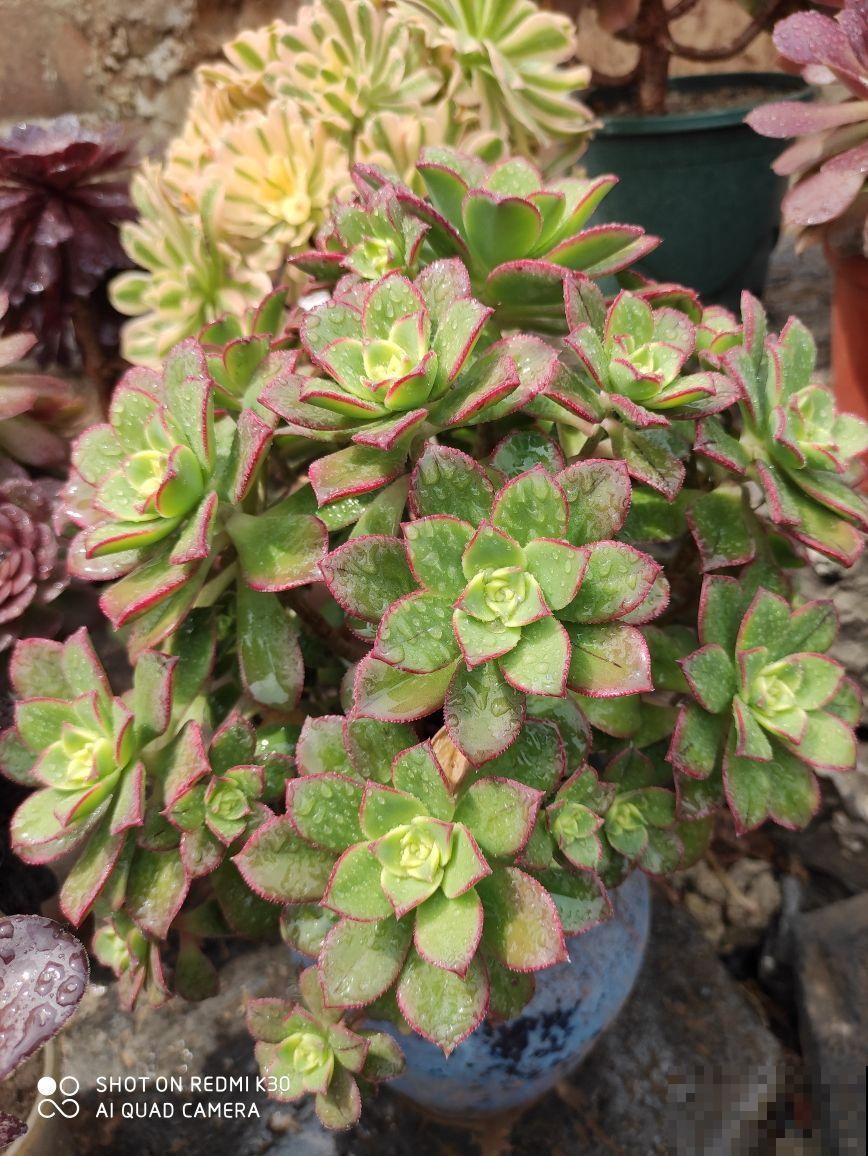 6种多肉，爱爆“小崽芽”，秋天养正合适