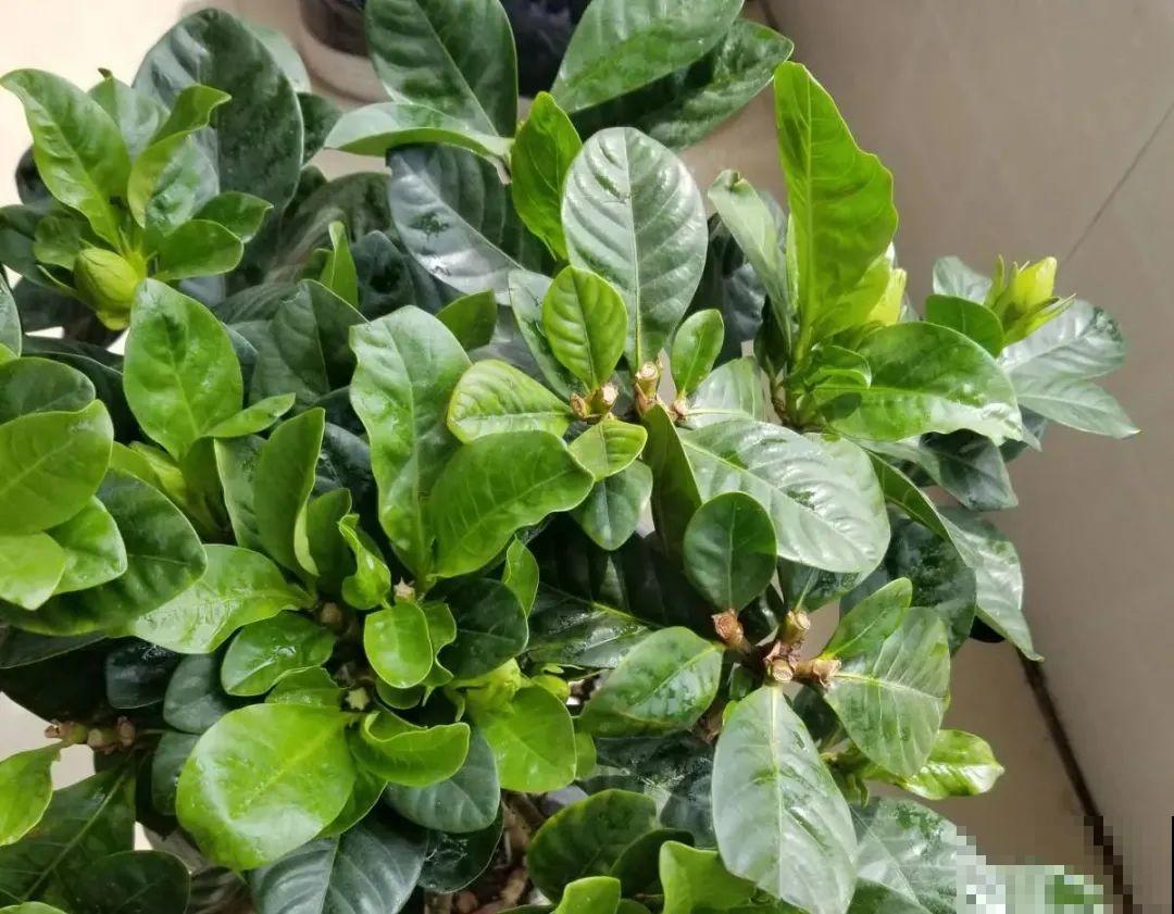 三角梅剪 一剪，搬出去晒晒，呼呼爆花