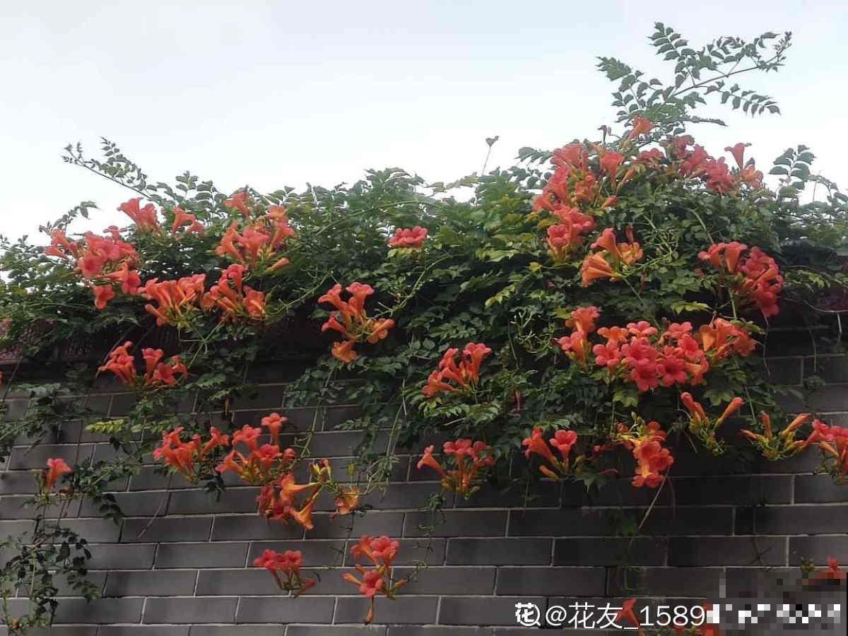 墙面大改造！种上4种爬墙花，我家的院墙成了拍照景点……