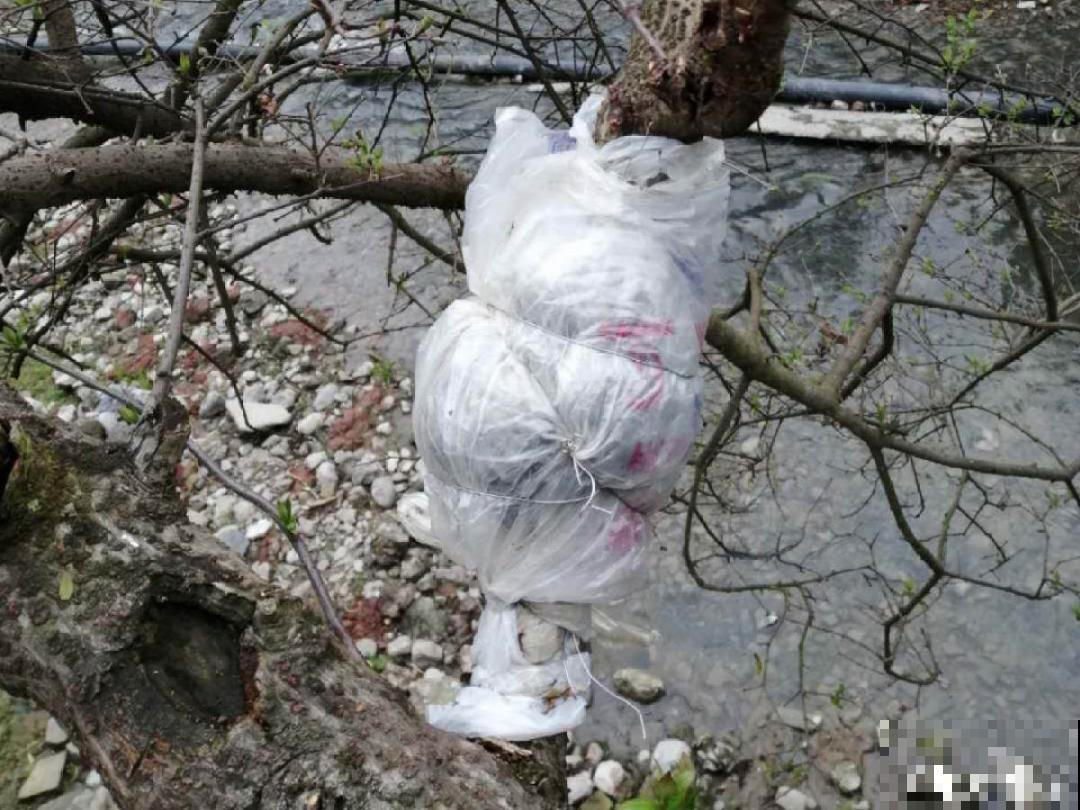 8月后，6种花别修剪，小心以后不开花