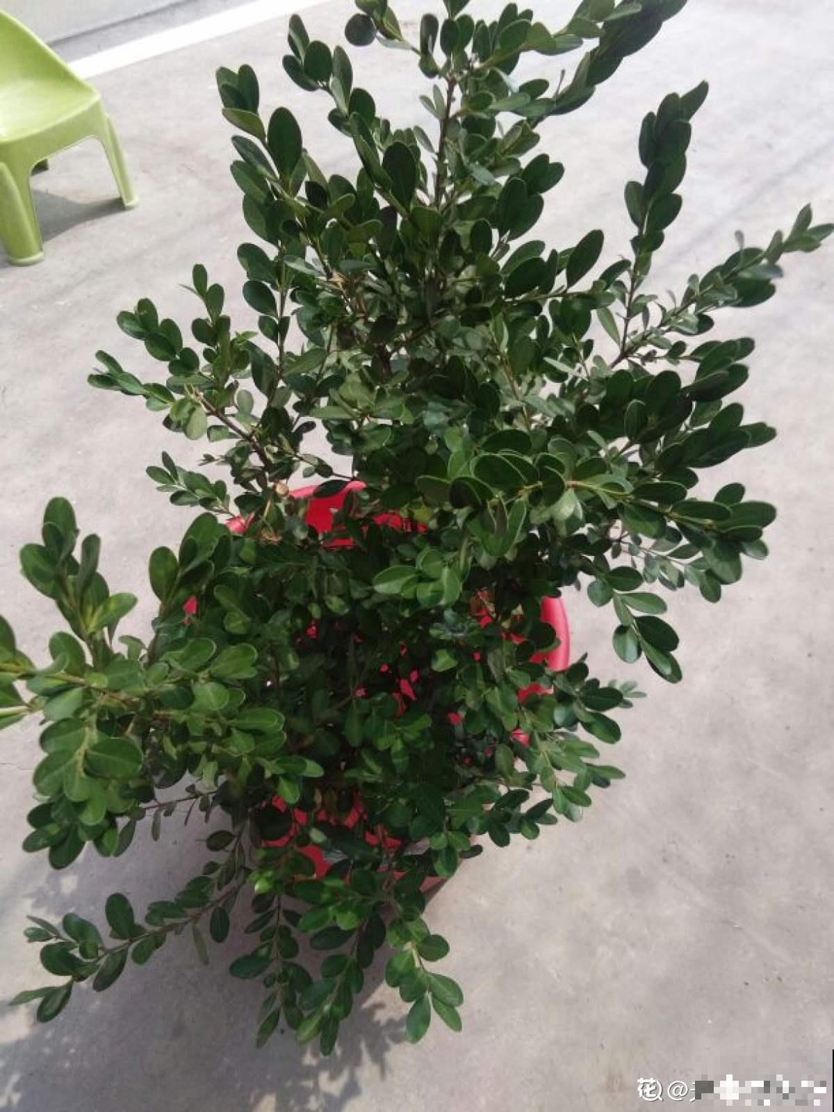 适合做盆景的植物，还得是瓜子黄杨，养护省心不麻烦