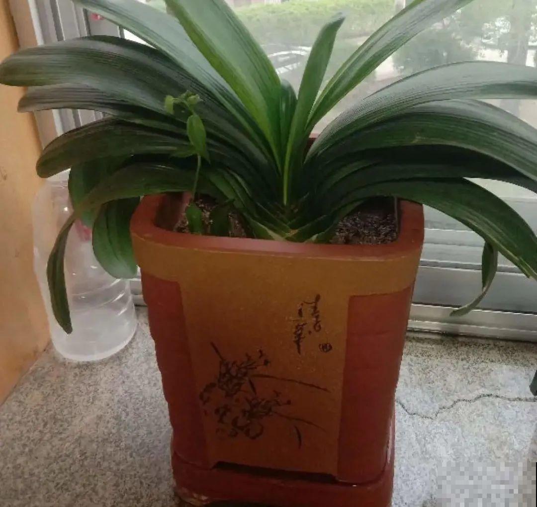 警惕秋老虎，别让你的花，度过夏天，却死在秋天