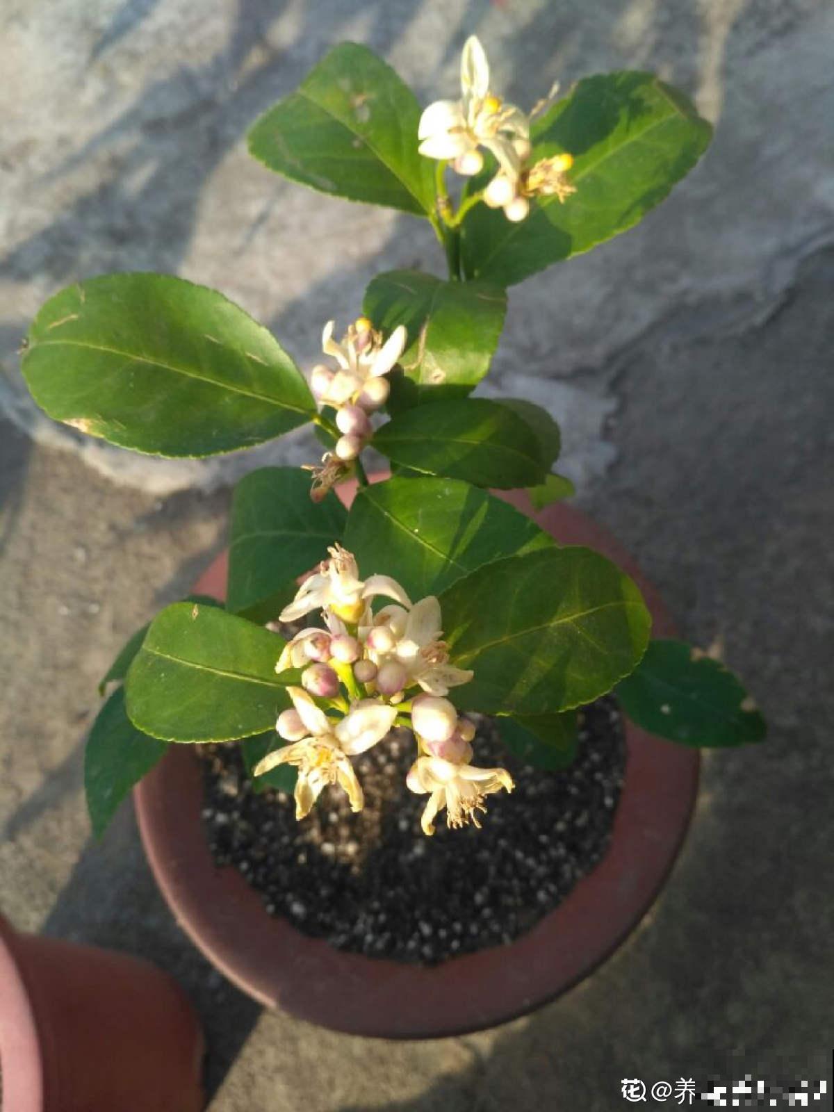 只需4步,在家收获柠檬,让邻居羡慕成“柠檬精” 只需4步,在家收获柠檬,让邻居羡慕成“柠檬精”