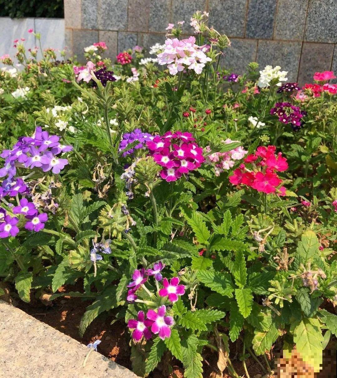 绿化带“壕”无人性，10万块的花堆一起，你认识几个？