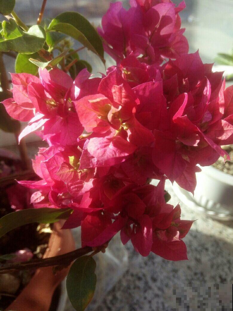 雨天养花需注意，想要花朵不生病，5点要做好