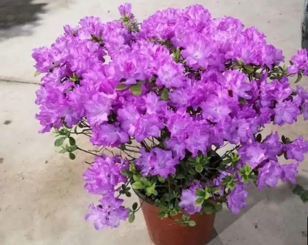 虎皮兰浅盆养，小芽嗖嗖冒，满盆都是新芽