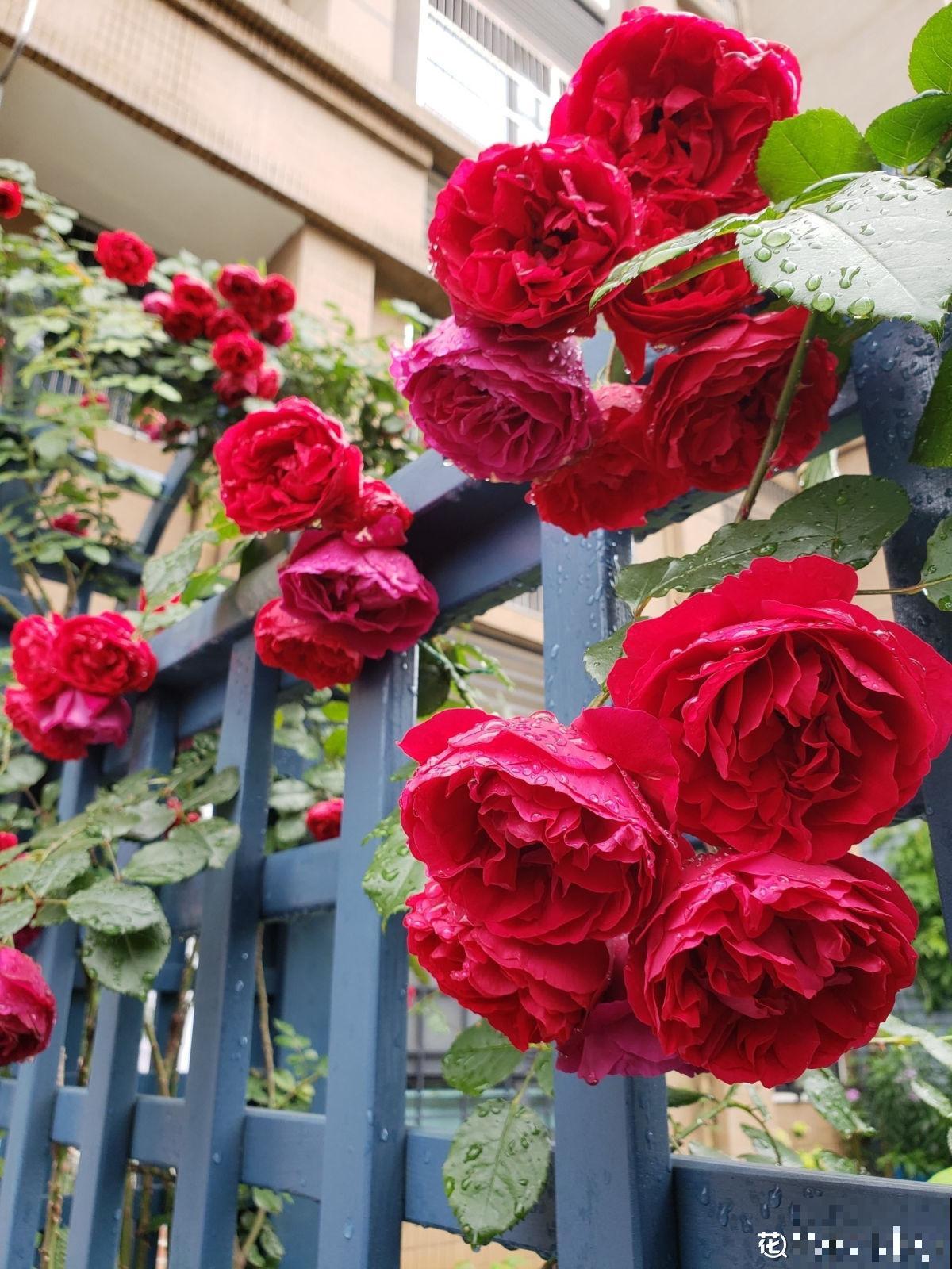 怀孕辣妈超爱养花，亲力亲为建花园，现在人人都羡慕