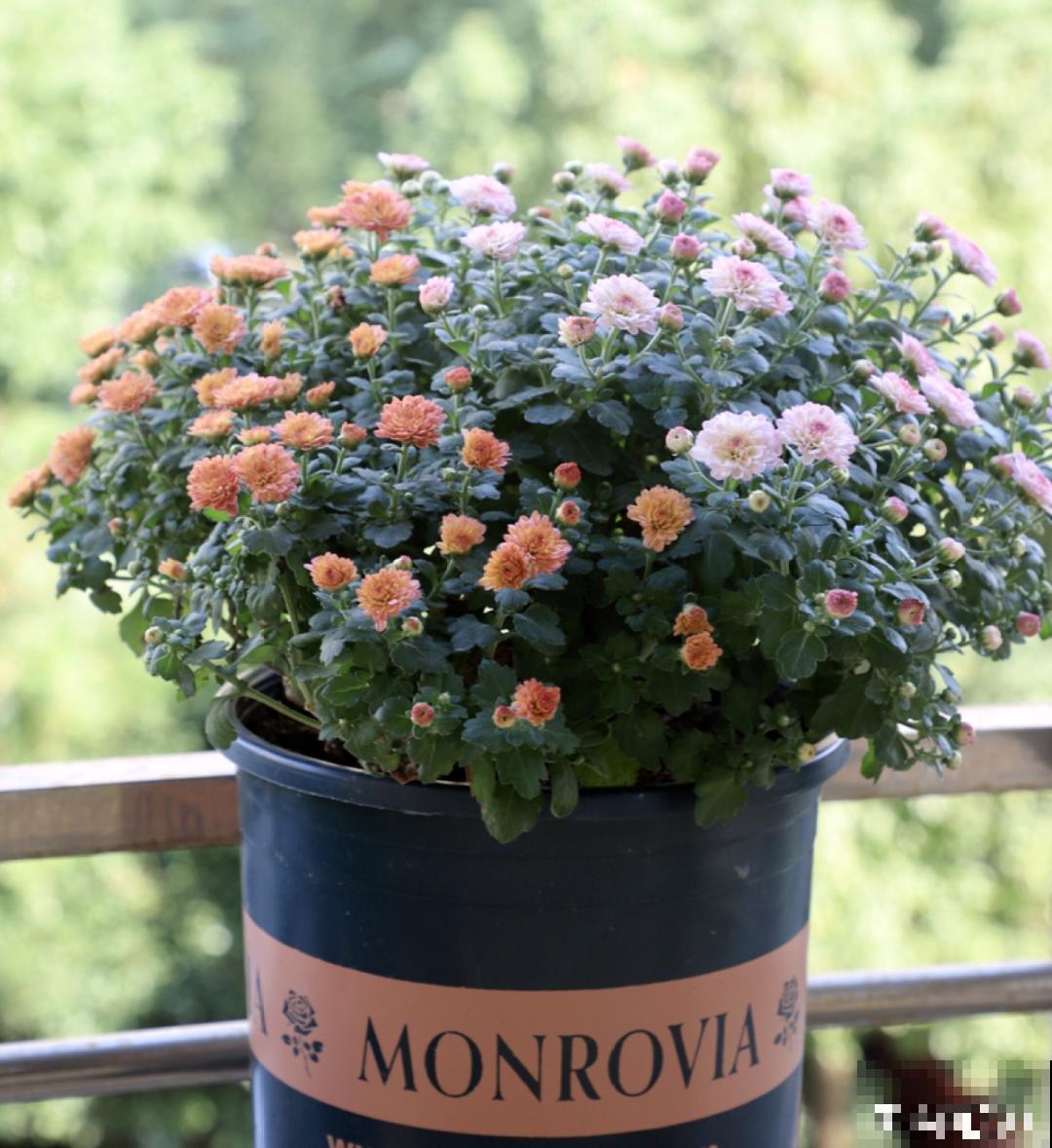 家里养盆千头菊,呼呼冒花苞,开成一个大花球! 家里养盆千头菊,呼呼冒花苞,开成一个大花球!