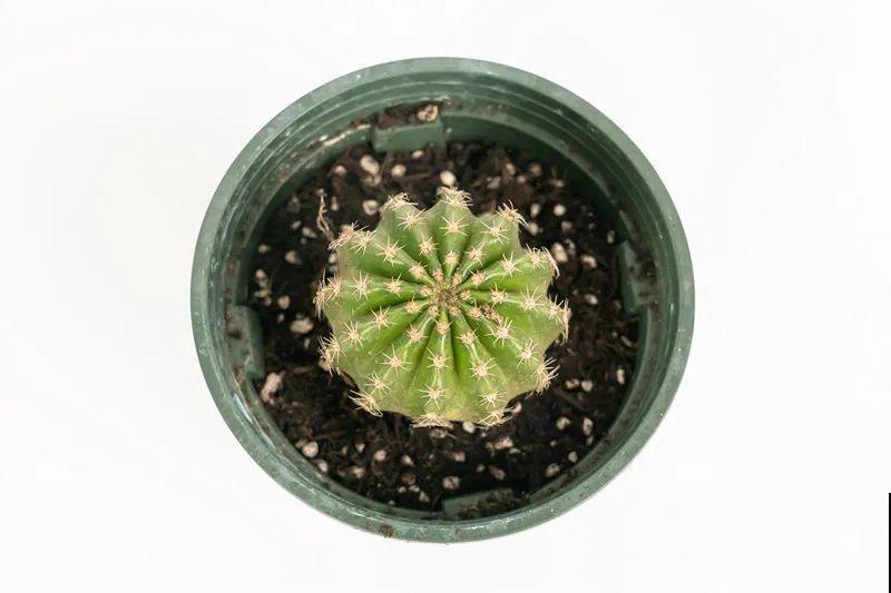 鲜艳多彩的彩草仙人球,开花特惊艳,像荷花一样美 鲜艳多彩的彩草仙人球,开花特惊艳,像荷花一样美