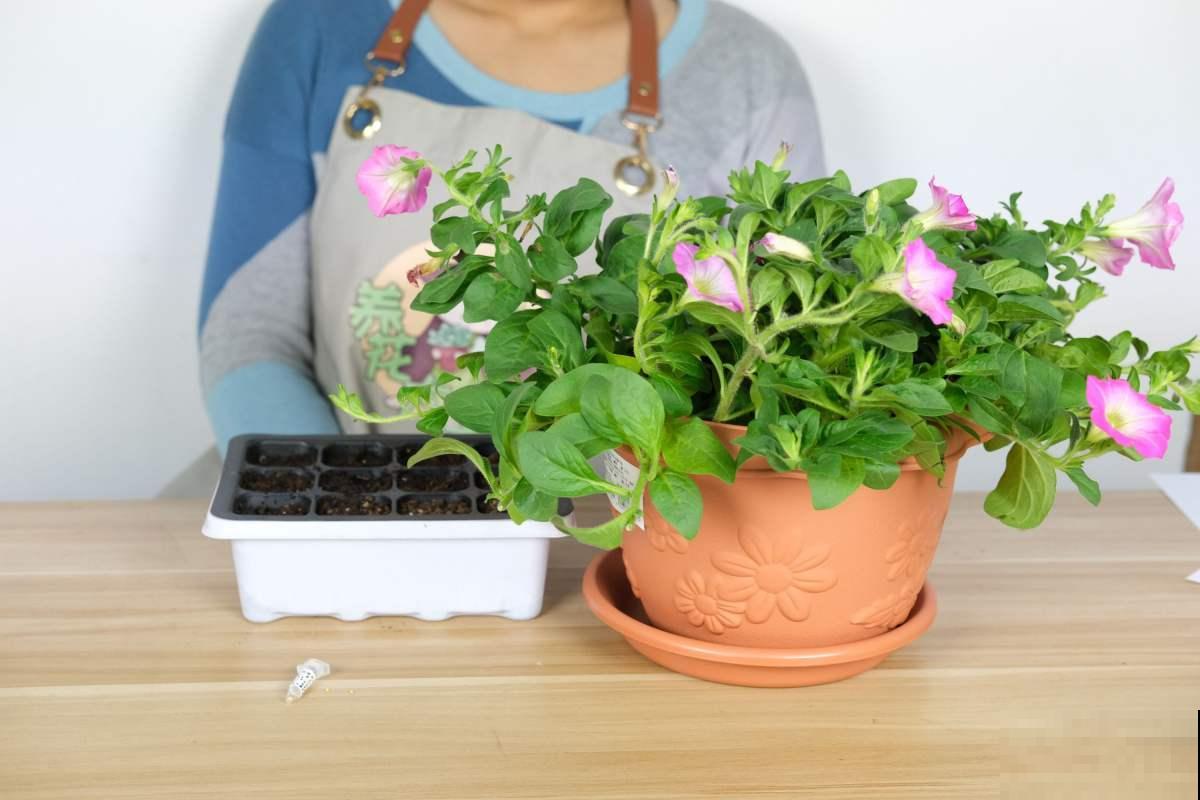 家庭首选矮牵牛，选择多多，每株都不同