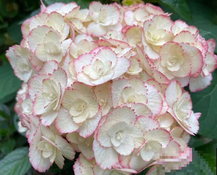 好不容易长出花苞，居然“消苞”了，太心疼