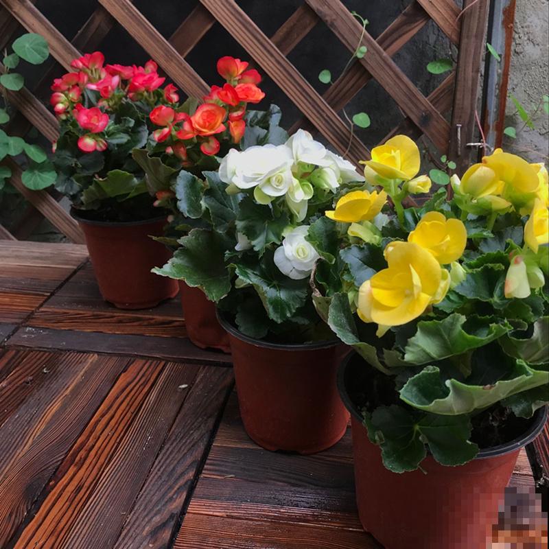 公认的“必死花”，买过“N”次都养不好，实在是太难养了！