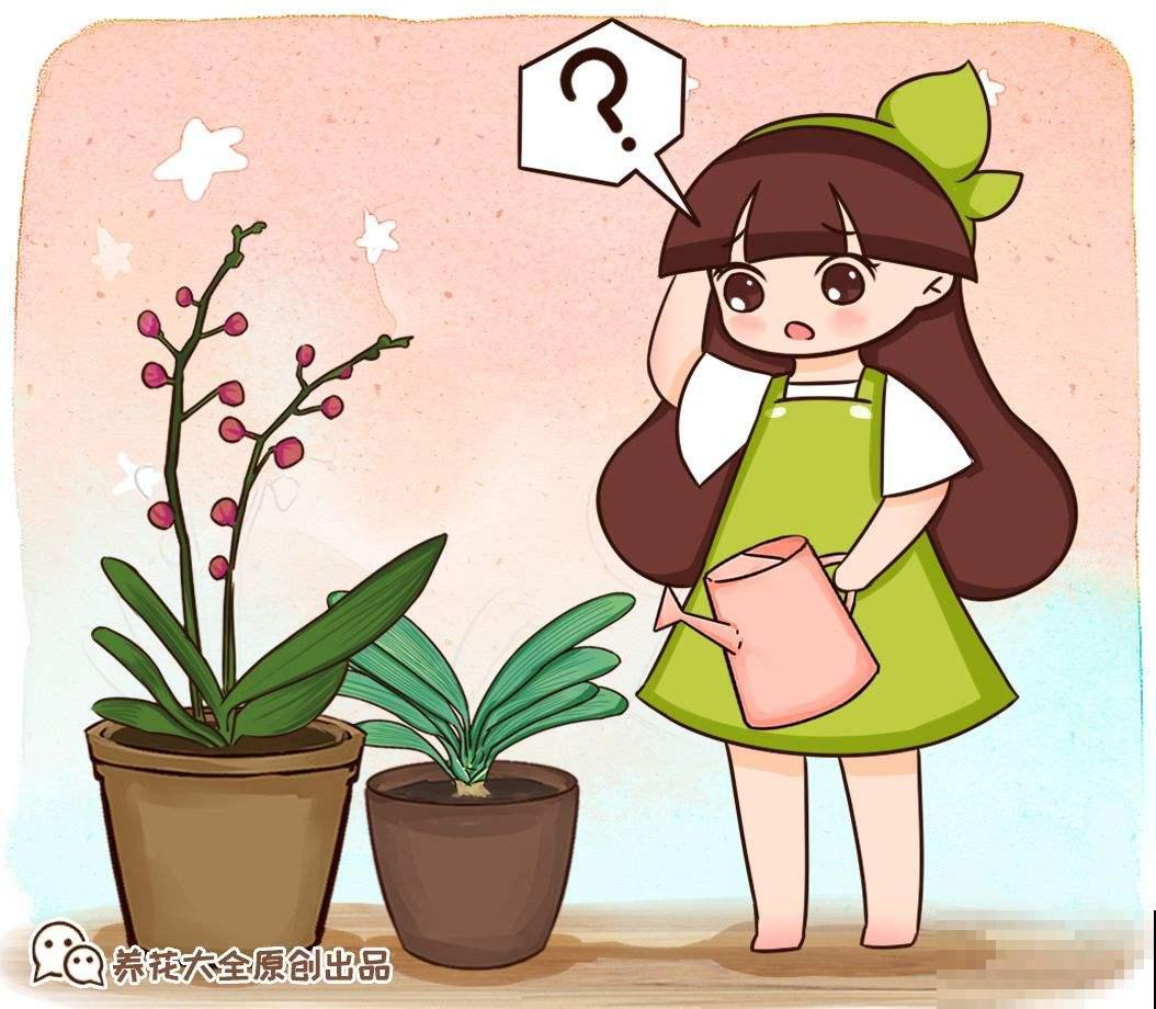 有7种花,冬天卖得最好,想度夏还要费点心 有7种花,冬天卖得最好,想度夏还要费点心